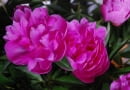 Peonia