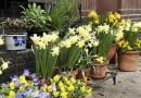 Mobilny wiosenny ogród na balkonie lub tarasie pełen narcyzów, bratków, cebulic i zawilców greckich.