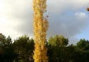 Populus tremula 'Fastigiata'