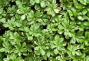 RUNIANKA JAPONSKA PACHYSANDRA TERMINALIS ODMIANA BIALOOBRZEZONA BYLINA KRZEWINKA LISC DWUBARWNY FOT. WOJCIECH PODSTOLSKI SLAJD MALY PUBLIKACJA OGRODY NR 12 (68) - 12.2004 SLOWA KLUCZOWE: ROSLINY ZDJĘCIE DO WKŁADKI: PUBLIKACJA OGRODY NR 12 (68) - CZASOPISMA