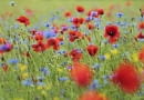 Kolory lata, czyli maki polne (Papaver rhoeas) i chabry bławatki (Centaurea cyanus). Chętnie rosną w zbożu i są jednoroczne - na ogrodowej łączce można je zastąpić gatunkami wieloletnimi.