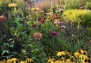 Byliny pełnią w tym ogrodzie najważnieszą funkcje - to one zapewniają mu zmienność, bogactwo kolorów i kwiatów