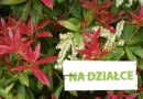 Pieris 'Wakehurst' - krzew na gleby kwaśne (wrzosowiska)