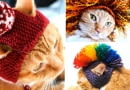 czapki dla kotów, szydełkowe czapki