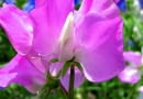 Lathyrus.