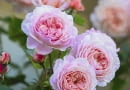 Rosa 'A Shropshire Lad'