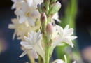 Polianthes tuberosa SLOWA KLUCZOWE: Blume Blumen Botanik Close Up Close-up Dornen D´ftend Flora Garten Gartenbau Knolle Knollen Nahaufnahme Natur Perennial Pflanze Pflanzen Polianthes tuberosa Stachel Stacheln Staude bl´hend botanisch duften duftend duftende duftender einheimisch g rtnerisch knollig tuberose wei? D´ftend bl´hend g rtnerisch wei?