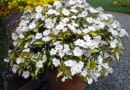 Niecierpek Sunpatiens