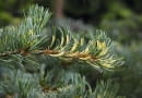 Pinus parviflora 'Fukai' SLOWA KLUCZOWE: drzewa iglaste