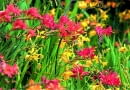 LMixed Crocosmia taken at the National Collection of Crocosmia, Lincolnshire.