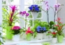 Zimowy parapet zdobią: guzmania, odmiana różowa; fiołek afrykański, odmiana ciemnoniebieska; storczyk falenopsis; kalanchoe; neoregelia; paproć adiantum; fiołek afrykański z grupy Chimera; guzmiania, odmiana czerwona.