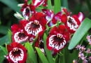 MILTONIA