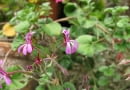 Pelargonia afrykańska