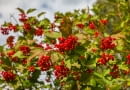 Viburnum opulus
