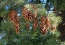 SZYSZKI DAGLEZJI PSEUDOTSUGA MENZIESII