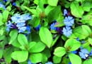 7AF9TPM plumbago (Ceratostigma plumbaginoides), blooming