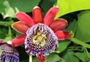 Passiflora Quadrangularis