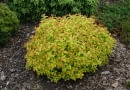 Tawuła japońska 'Goldflame'. Krzewy ozdobne