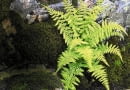 Paprocie różnych gatunków doskonale sprawdzają się na cienistym skalniaku.