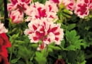 Pelargonia wielkokwiatowa. Szeroko rozpościera pędy, dorastając do 60-80 cm. Kwiaty są jedno- lub dwubarwne, białe, różowe, czerwone