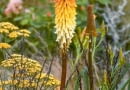 Nostalgiczny nastrój tej kompozycji tworzy trytoma (Kniphofia) 'Painted Lady' otoczona krwawniakmi o żółtych baldachach i kłosami traw.