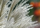 Miskant chiński (Miscanthus sinensis) 'Silberfeder'