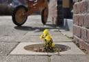 Projekt pt. 'Living Pavement'