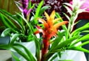 Guzmania