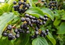 Aronia