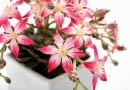 graptopetalum