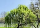Wierzba płacząca