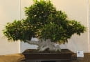 Bonsai figowiec
