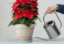 Jak podlewać poinsecję