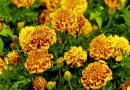 ROSLINY KWIATY : AKSAMITKA ROZPIERZCHLA ' SAFARI SCARLET ' TAGETES ERECTA FOT. WIESLAW GAWRYS PUBLIKACJA KWIETNIK NR 5 (173) - 5 2009