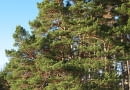 Encyklopedia roślin: Sosna pospolita  Pinus sylvestris