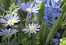 SLOWA KLUCZOWE: Keukenhof 2012 Anemone blanda