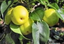 Owoce gruszy japońskiej przypominają kształtem jabłka