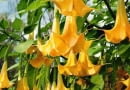 datura