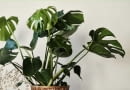 monstera
