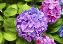 Hortensja ogrodowa