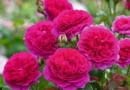 Róża 'Gabriel Oak®’ hod. David Austin Roses (2019)