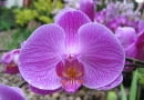 Falenopsis można kupić nawet w hipermarkecie. Słynie z długiego okresu kwitnienia. nie sprawia problemów uprawowych
