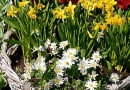 27.04.2003 HOLANDIA WYJAZD BIURO CEBULKOWE HOLANDIA PARK KEUKENHOF OGROD PUBLICZNY ROSLINY CEBULOWE ARANZACJA ROSLINNA KOSZ WIKLINOWY TULIPAN TULIPA NARCYZ TRABKOWY NARCISSUS POJEMNIK FOT PAWEL SLOMCZYNSKI / AGENCJA GAZETA