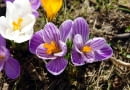 Krokusy