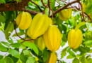 Karambola - Averrhoa carambola