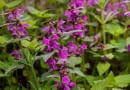 Jasnota purpurowa (Lamium purpureum)