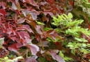 Winobluszcz pięciolistkowy odmiana murowa (Parthenocissus quinquefolia var. murorum)