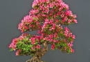 Drzewko bonsai uformowane z azalii najpiękniej wygląda w okresie kwitnienia