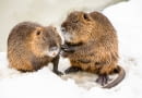 Nutria amerykańska (Myocastor coypus)