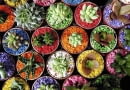 Variety of cactus in pot with colorful stones